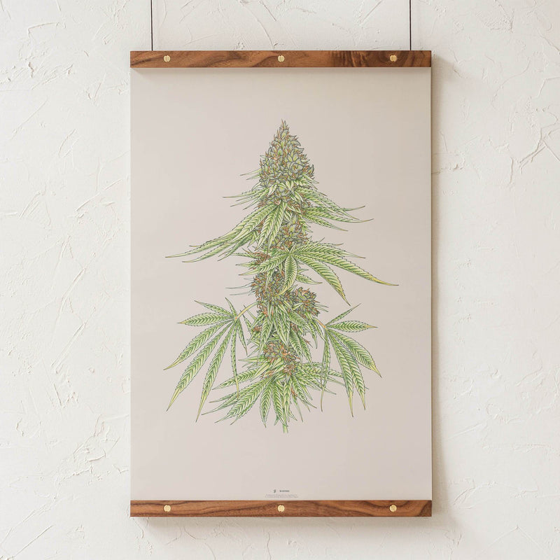 GoldLeaf White99 #1 Botanical Illustration Print Best Sales Price - Art Prints
