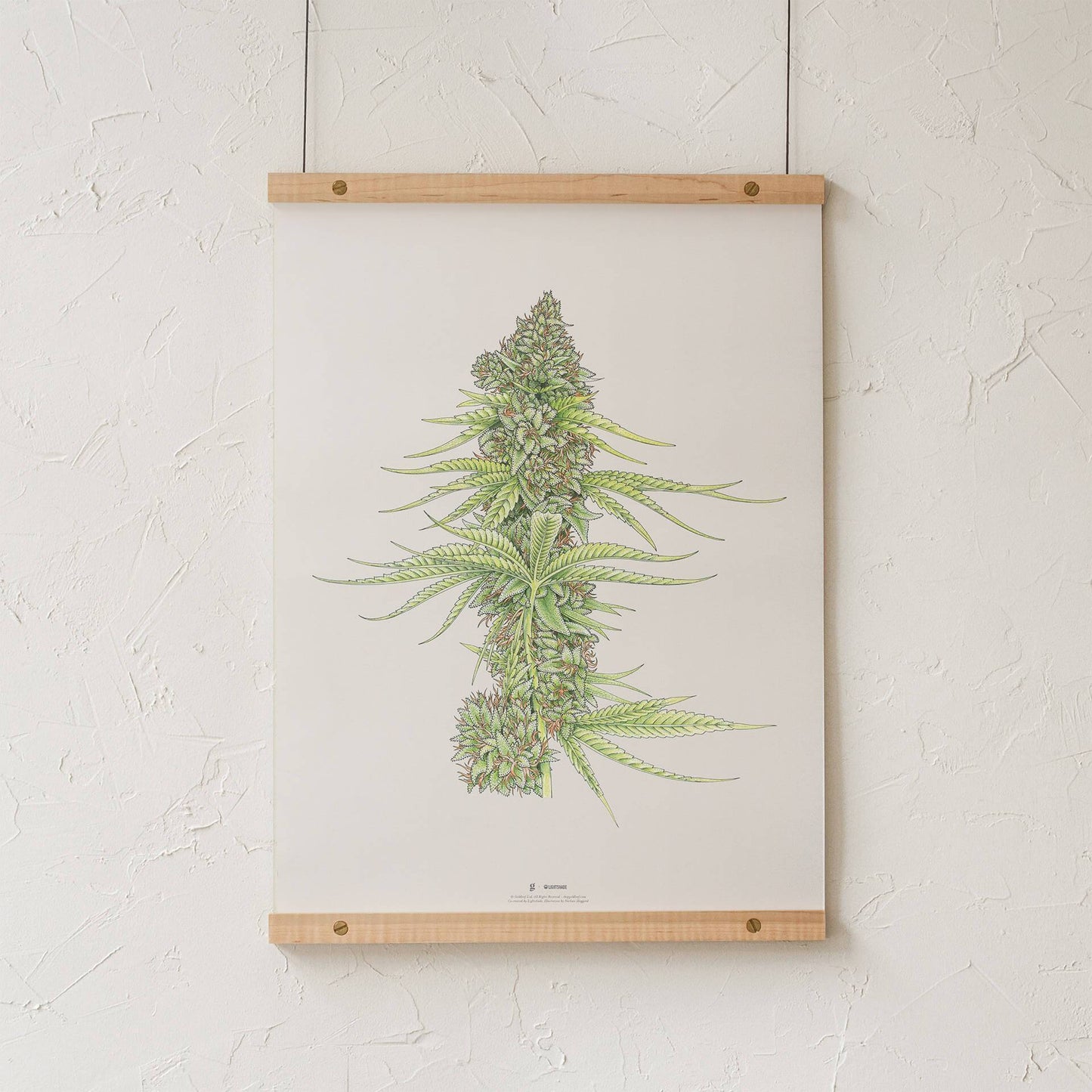 GoldLeaf White99 #2 Botanical Illustration Print Best Sales Price - Art Prints