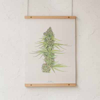 GoldLeaf White99 #2 Botanical Illustration Print Best Sales Price - Art Prints