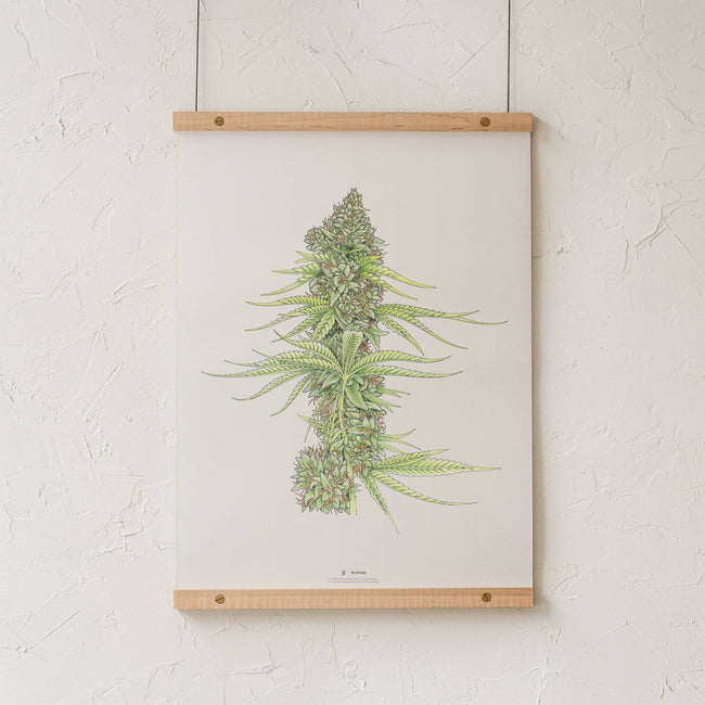 GoldLeaf White99 #2 Botanical Illustration Print Best Sales Price - Art Prints
