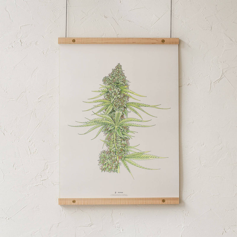 GoldLeaf White99 #2 Botanical Illustration Print Best Sales Price - Art Prints