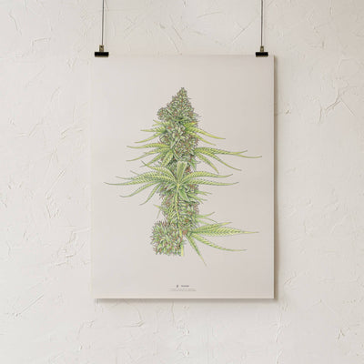 GoldLeaf White99 #2 Botanical Illustration Print Best Sales Price - Art Prints