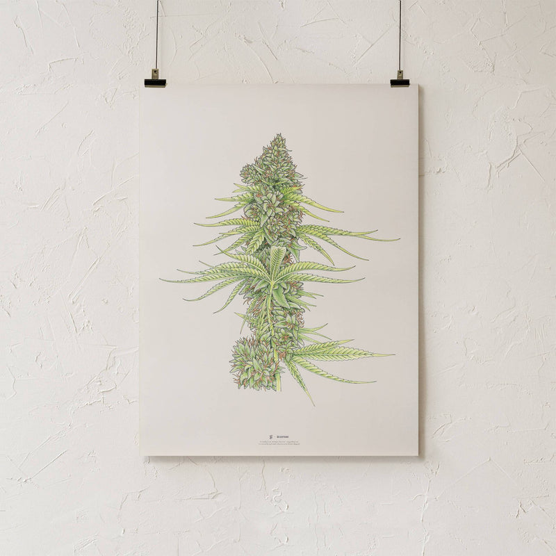 GoldLeaf White99 #2 Botanical Illustration Print Best Sales Price - Art Prints