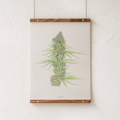 GoldLeaf White99 #2 Botanical Illustration Print Best Sales Price - Art Prints