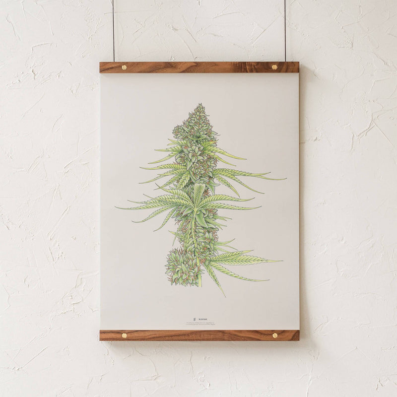 GoldLeaf White99 #2 Botanical Illustration Print Best Sales Price - Art Prints