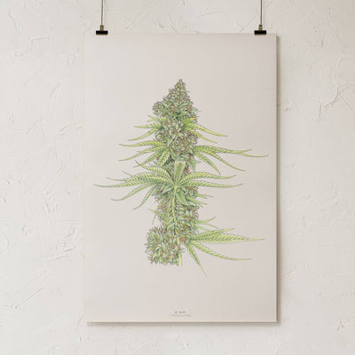 GoldLeaf White99 #2 Botanical Illustration Print Best Sales Price - Art Prints