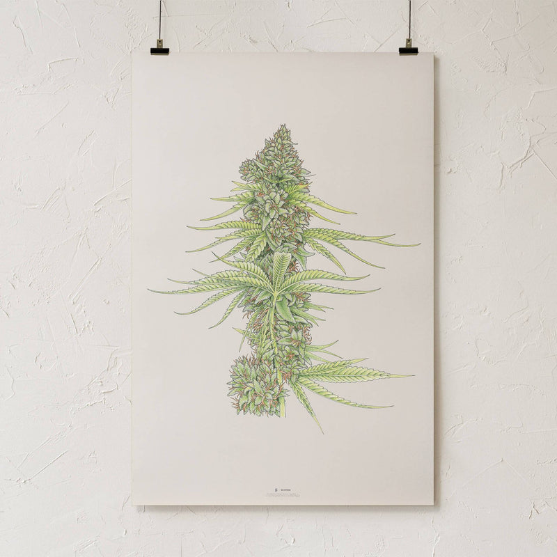 GoldLeaf White99 #2 Botanical Illustration Print Best Sales Price - Art Prints