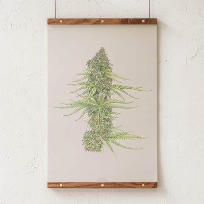 GoldLeaf White99 #2 Botanical Illustration Print Best Sales Price - Art Prints