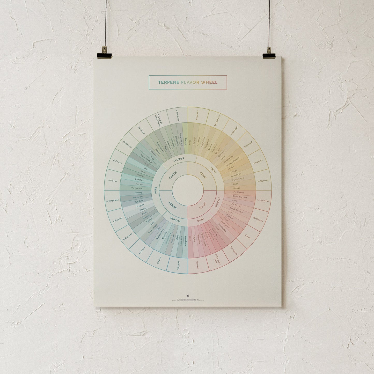 GoldLeaf Terpene Flavor Wheel Diagram Print Best Sales Price - Art Prints