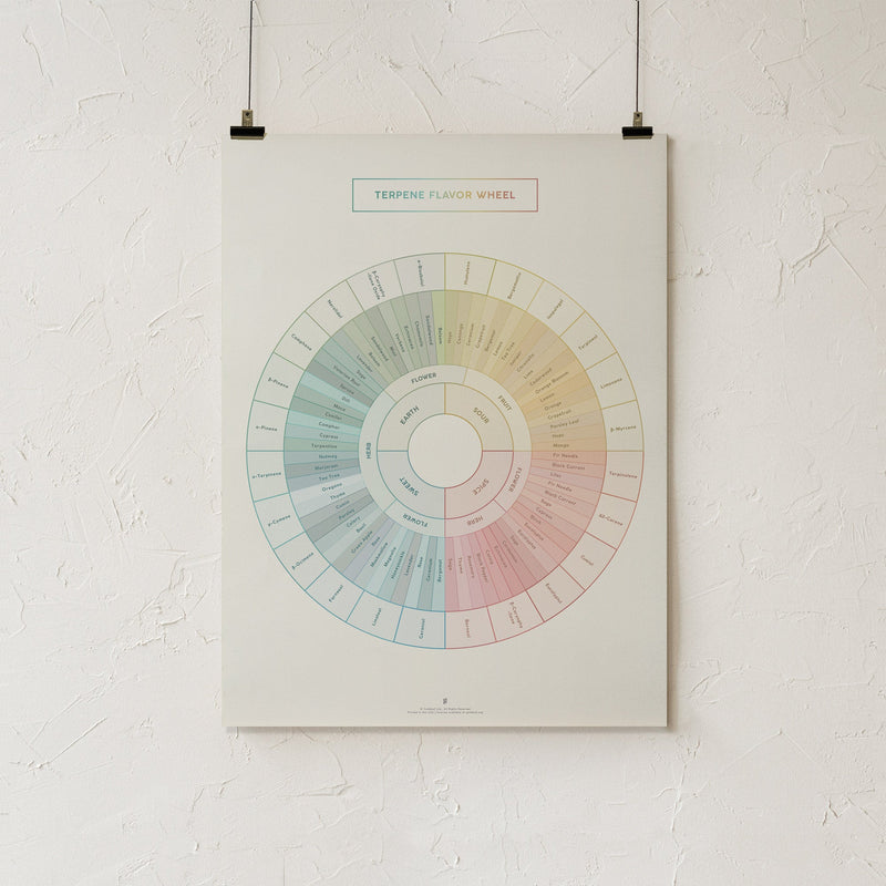 GoldLeaf Terpene Flavor Wheel Diagram Print Best Sales Price - Art Prints