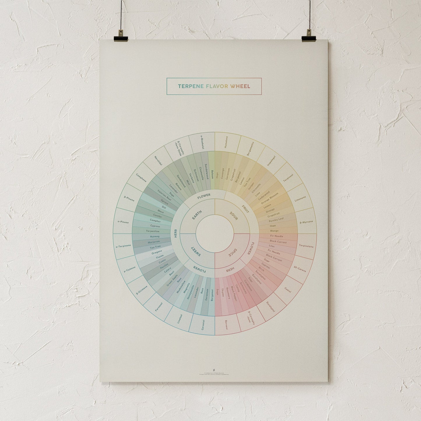 GoldLeaf Terpene Flavor Wheel Diagram Print Best Sales Price - Art Prints