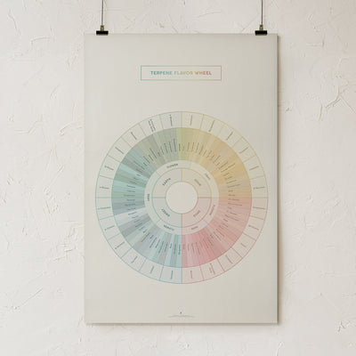 GoldLeaf Terpene Flavor Wheel Diagram Print Best Sales Price - Art Prints