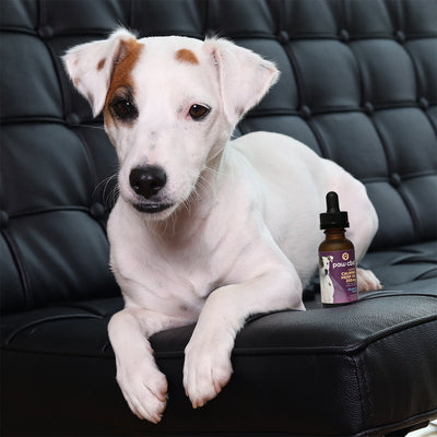 Paw CBD Broad Spectrum CBD Dog Calming Oil Tincture Best Sales Price - Tincture Oil