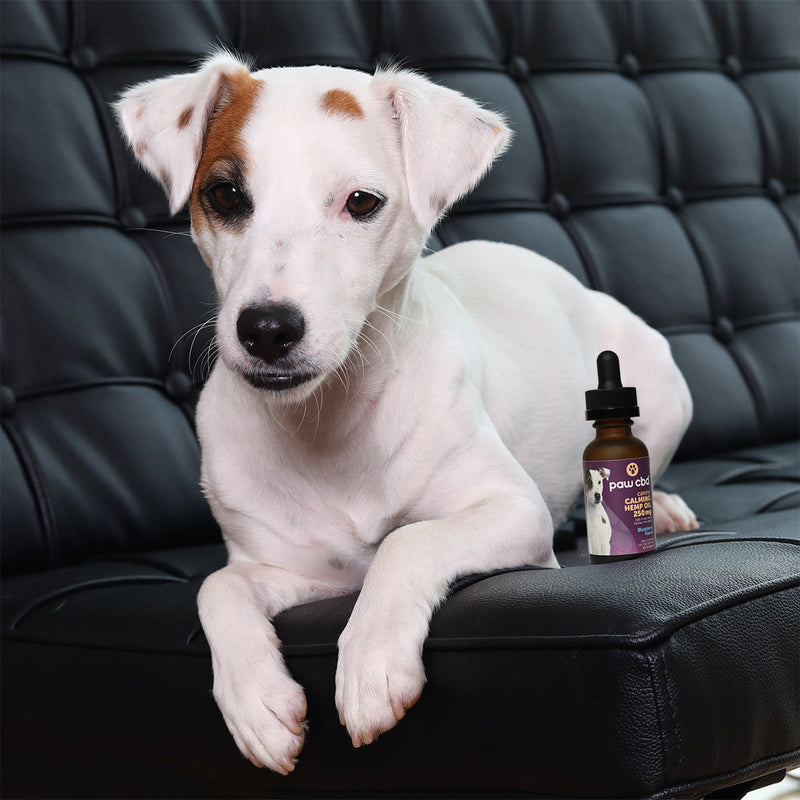 Paw CBD Broad Spectrum CBD Dog Calming Oil Tincture Best Sales Price - Tincture Oil