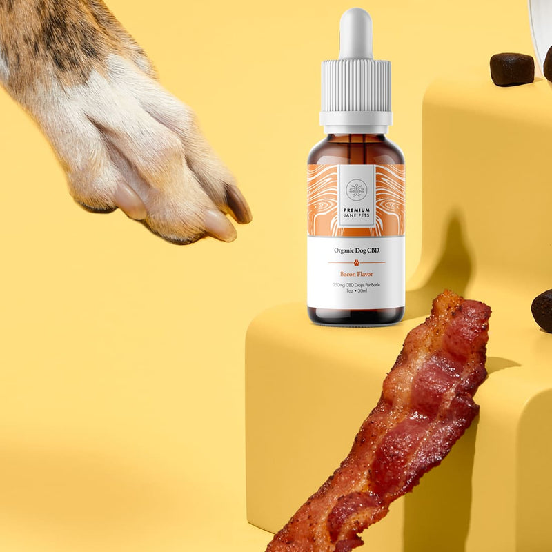 Premium Jane 250 mg CBD Oil for Dogs – Bacon Best Sales Price - Pet CBD